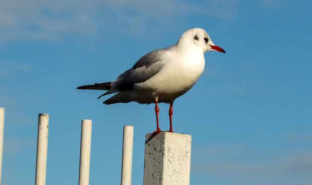 Tartarughe con la salmonella e gabbiani con batteri: Pochi rischi per noi, ma meglio stare attenti
